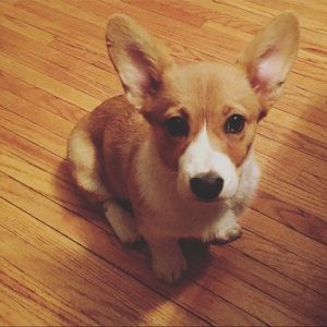 Meet your Posher, Adam